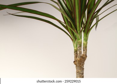 Dracaena Marginata - A Tropical Decorative Plant