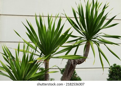 Dracaena Marginata, It Is Well Known As Dragon Tree Plant, A Beautiful House Plant