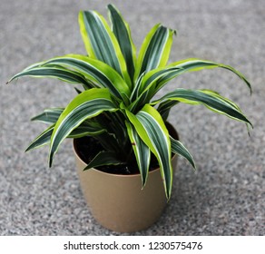 A Dracaena Plant