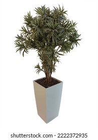 Dracaena Reflexa In A Large Flower Pot On A White Clipping Background