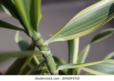 A Dracaena Reflexa Plant With White Mealybugs 6342