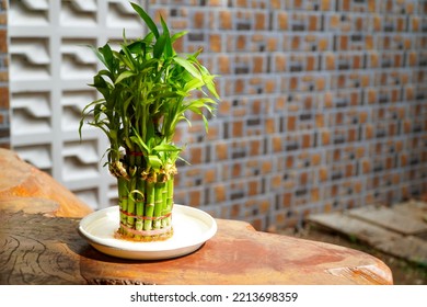 Dracaena sanderiana or lucky bamboo aka bamboo fortune. The leaves are fresh green. - Shutterstock ID 2213698359