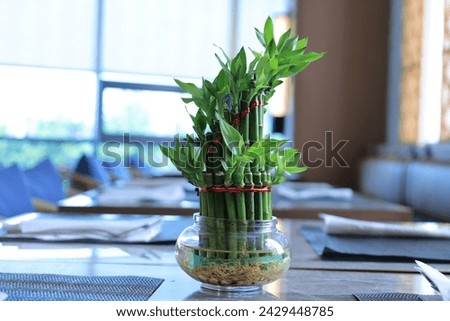 Dracaena sanderiana or lucky bamboo aka bamboo fortune on a hotel dining table. The leaves are fresh green.