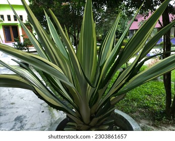 Dracaena trifasciata or mother-in-law's tongue plant that stands firmly in a pot