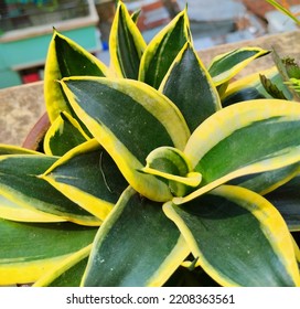 Dracaena Trifasciata Plant In Bangladesh