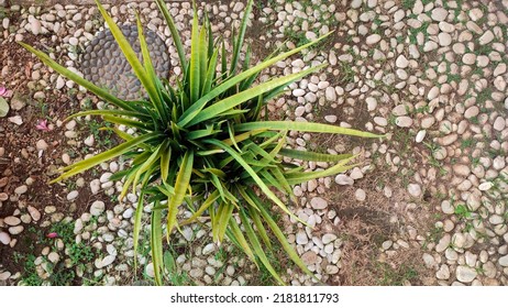 Dracaena Trifasciata Plant With Dense Leaves