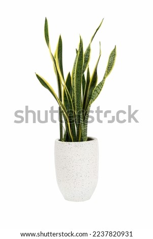Dracaena trifasciata (Sansevieria laurentii or Snake Plant) in high detail cement pot isolated on white background with clipping path. Air purifying plants.