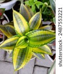 Dracaena trifasciata, snake plant , ornamental plant with circular roxette patterned leaves, green, yellow