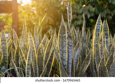 Dracaena Trifasciata And The Sunshine