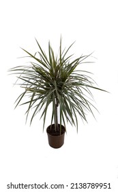 Dracena Marginata veya Dragon Tree Plant - beyaz zemin üzerine saksıda ev bitkisi. Bir tencereye bitki. Dracena Marginata Beyaz Arka Plan Üzerinde İzole