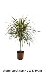 Dracena Marginata veya Dragon Tree Plant - beyaz zemin üzerine saksıda ev bitkisi. Bir tencereye bitki. Dracena Marginata Beyaz Arka Plan Üzerinde İzole