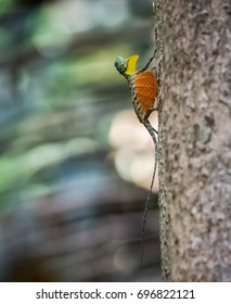 Draco Volans, The Common Flying Dragon, Is A Species Of Lizard Endemic To Southeast Asia. Lizard In Wild