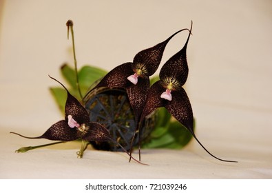 66 Dracula orchid Images, Stock Photos & Vectors | Shutterstock