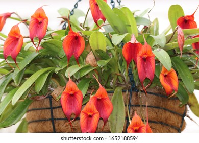 Dracula Orchids In Cultivation Australia