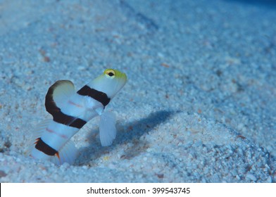 Dracula Shrimp Goby