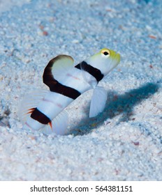 Dracula Shrimp Goby