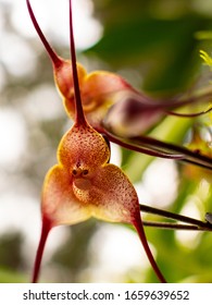 67 Dracula Orchid Images, Stock Photos & Vectors | Shutterstock