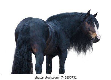 Draft Horse