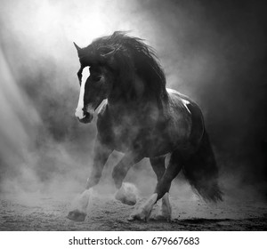 Draft Horse In Dust