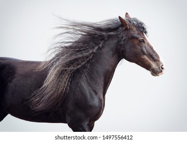 draft horse portrait with long mane