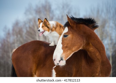Draft horse and red border collie dog