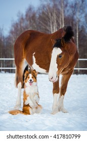 Draft horse and red dog