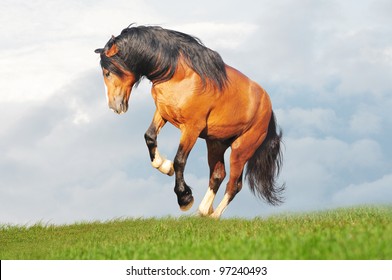 Draft Horse Runs Free