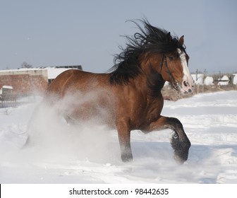 Draft Horse In Snow