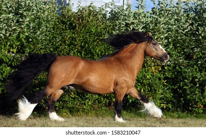 Draft Horse Stallion Speed Galloping Summer Stock Photo (Edit Now ...