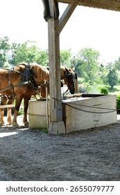 Draft horses pulling a large wagon
