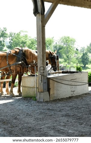 Draft horses pulling a large wagon