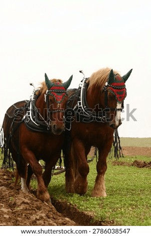 Draft horses pulling a plough