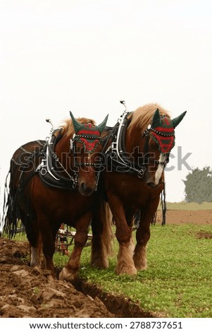 Draft horses pulling a plough
