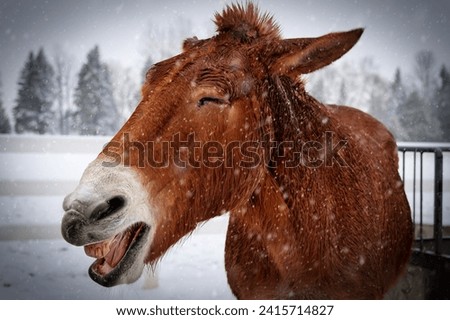A draft mule near Manitowoc, Wisconsin makes some funny faces with snow flurries.