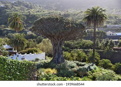 Drago Tree In Icod De Los Vinos