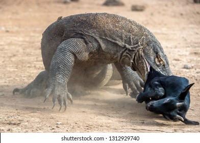 The dragon attacks. The Komodo dragon with the prey. The Komodo dragon, Scientific name: Varanus komodoensis, is the biggest living lizard in the world. On island Rinca. Indonesia. - Shutterstock ID 1312929740