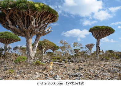 Dragon Blood Tree (Dracaena Cinnabari) Forest With Shrubs, Stones, And An Egyptian Vulture In Socotra Island, Yemen