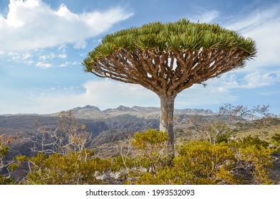 Dragon blood tree (Dracaena cinnabari) in Socotra island in Yemen