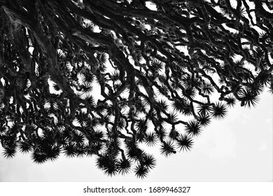 Dragon Blood Tree In High Contrast Black And White