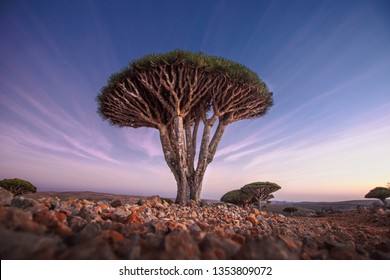 Dragon Trees Socotra Island Images Stock Photos Vectors Shutterstock