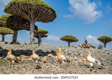 Dragon blood trees (Dracaena cinnabari) and egyptian vultures (Neophron percnopterus) in Socotra island, Yemen.