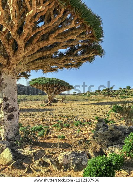 Dragon Blood Trees Socotra Islandyemen Stock Photo Edit Now