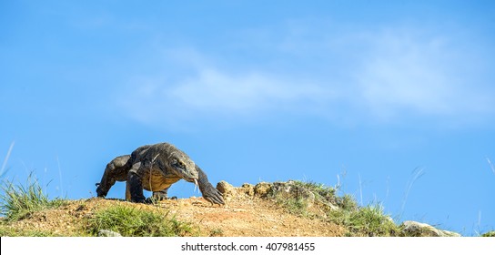 The dragon comes on the blue sky background. Komodo dragon on island Rinca.The Komodo dragon, Varanus komodoensis, is the biggest living lizard in the world, Indonesia.