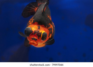 Dragon Eye Goldfish Stock Photo 79997044 | Shutterstock