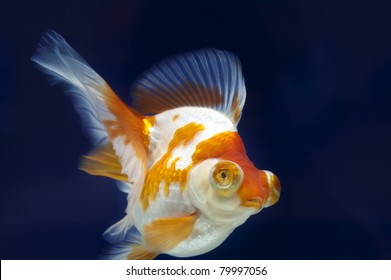 Dragon Eye Goldfish Stock Photo 79997056 | Shutterstock