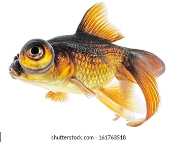 140 Globe eyed goldfish Images, Stock Photos & Vectors | Shutterstock