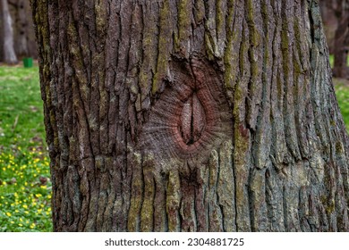 Dragon eye shape on tree bark closeup. Eyes shaped knot on tree close up
