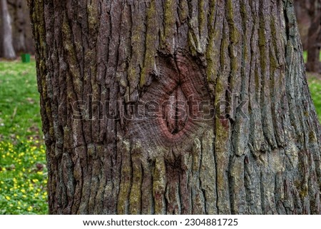 Dragon eye shape on tree bark closeup. Eyes shaped knot on tree close up