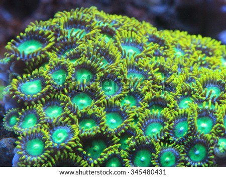 dragon eyes zoa coral