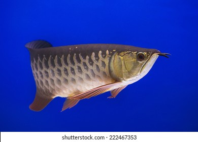 52,774 Dragon fish Images, Stock Photos & Vectors | Shutterstock